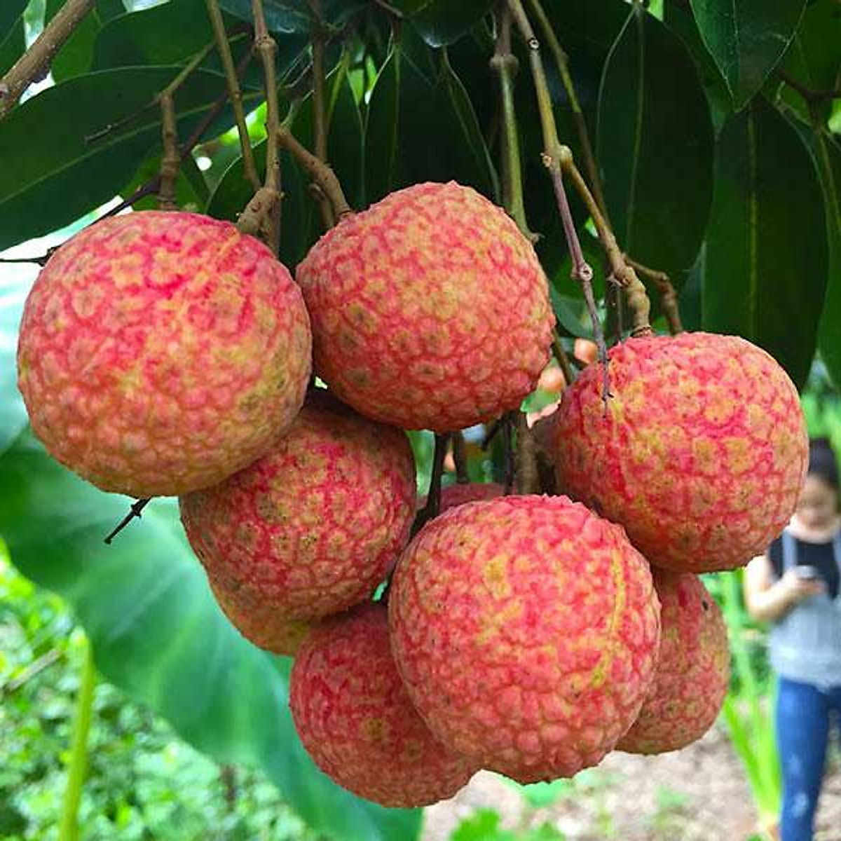 Cây vải thiều cam kết chất lượng