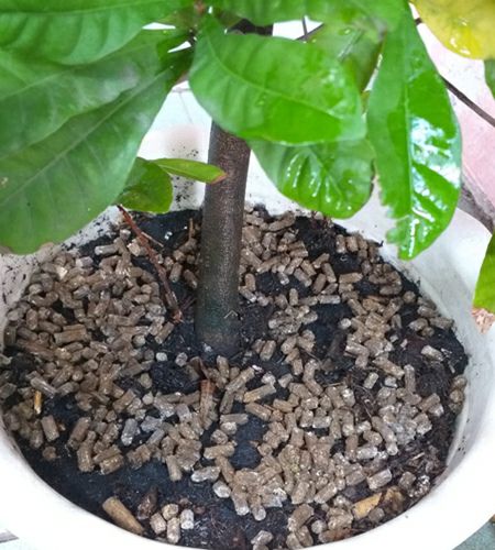 [HCM]Phân Gà Nở Hữu Cơ Nhật Bản