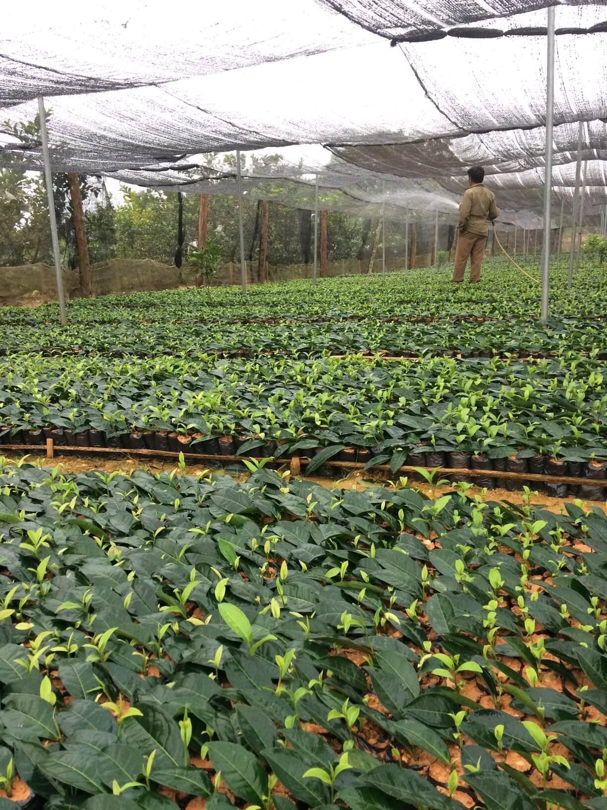 Bột trà xanh nguyên chất 100%