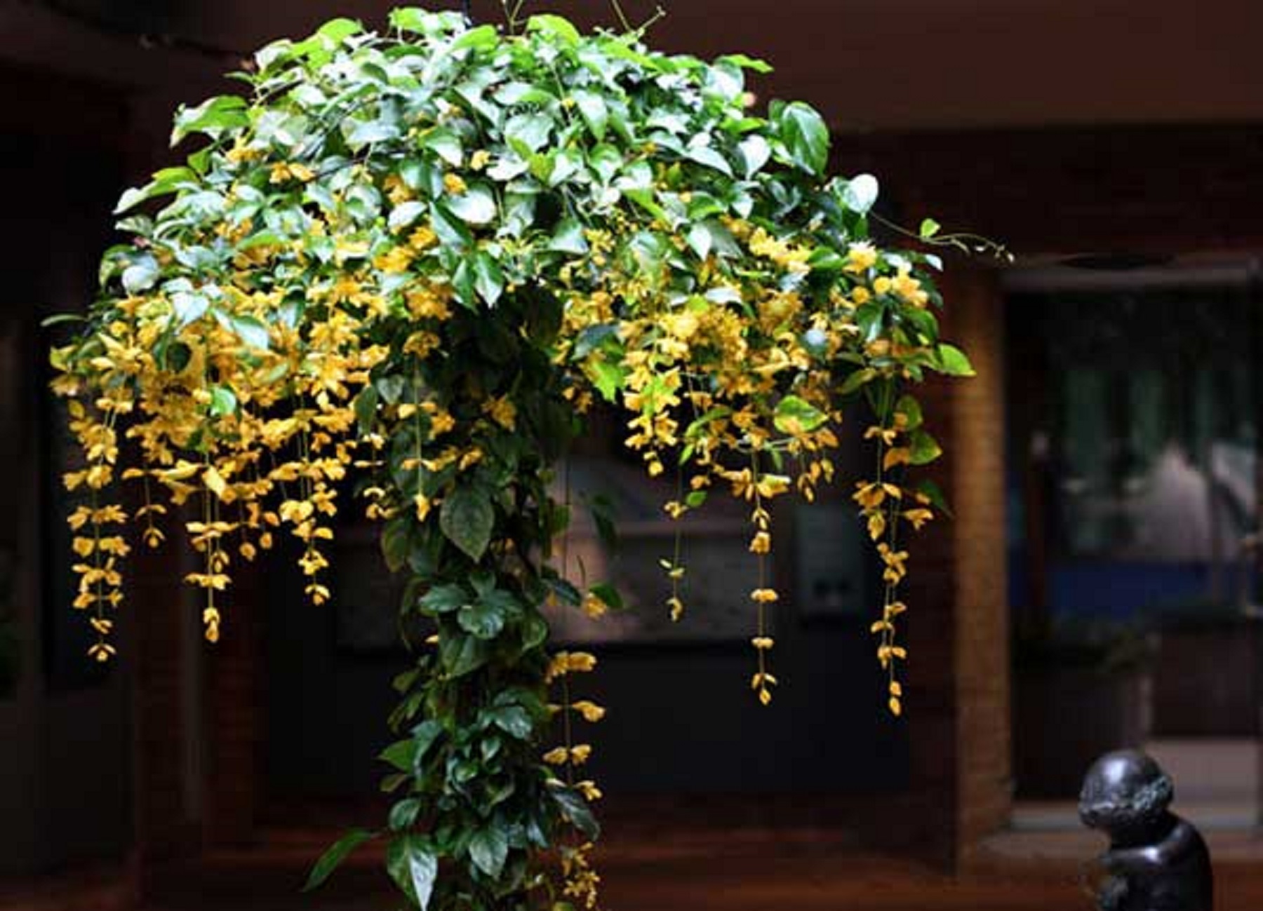 Hoa lan hoàng dương hoa leo rủ làm đẹp cho ngôi nhà bạn, GỬI ĐI NGUYÊN CHẬU - HLLHDCGNC