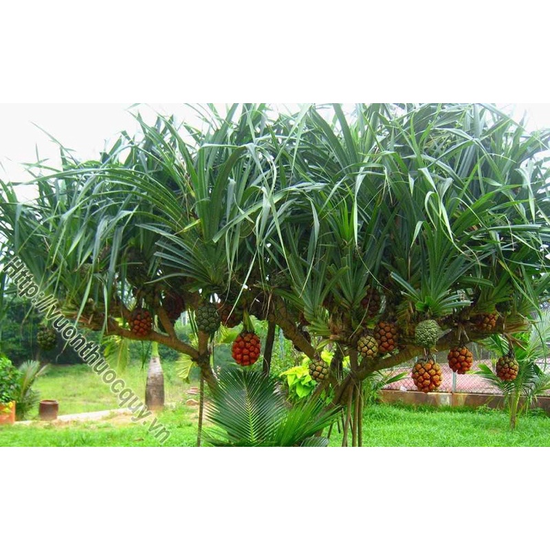 dứa dại ( 1 cây giống cây loại vừa)mua 6 tặng 1