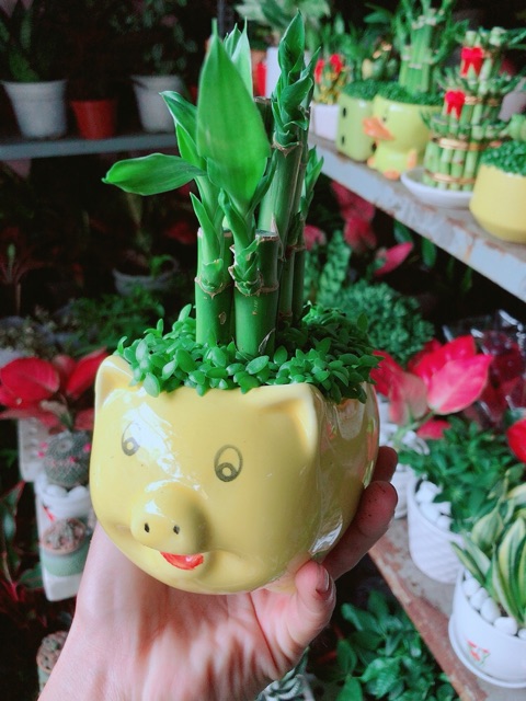 Chậu Trúc Phát Tài Heo May Mắn (được chọn màu)