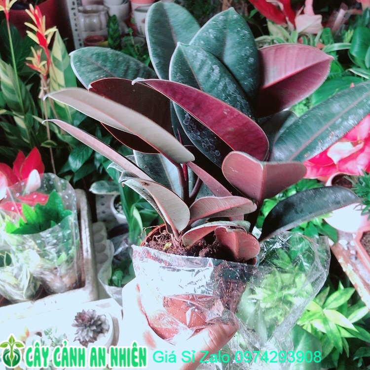 Cây búp đa đỏ