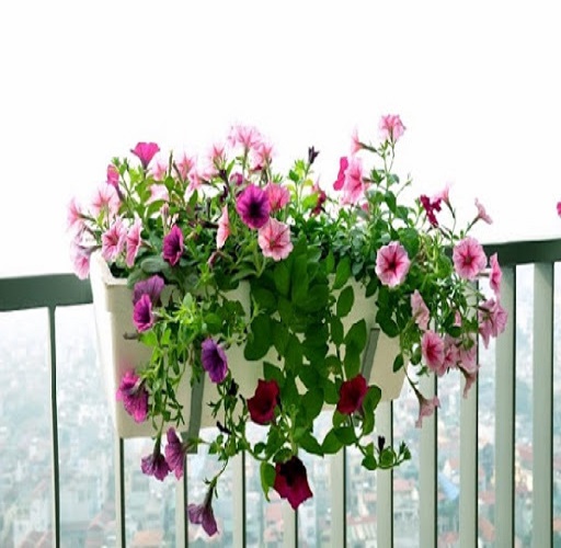 CÂY GIỐNG HOA DẠ YẾN THẢO (tỉ lệ sống 100%)