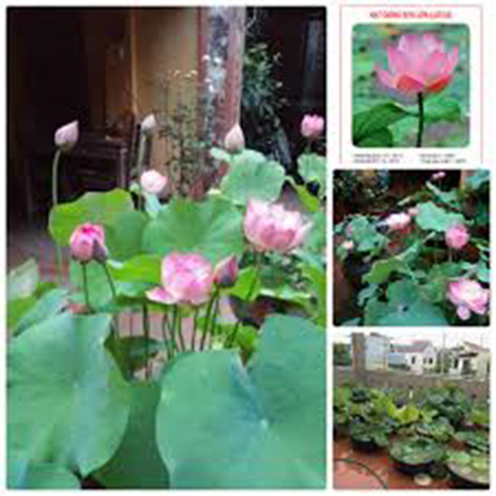 5 hạt giống sen ta nhiều màu