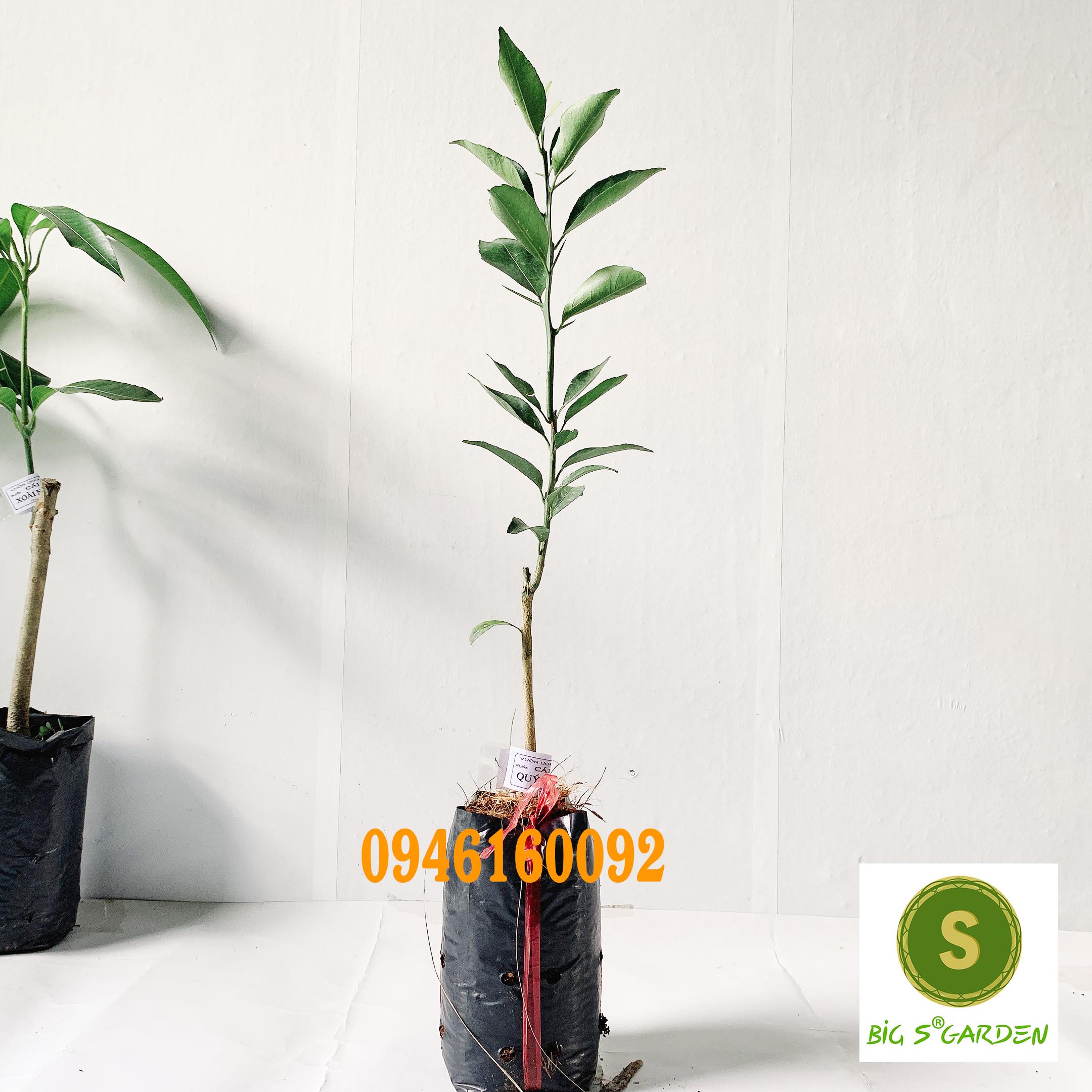Cây Giống Quýt đường