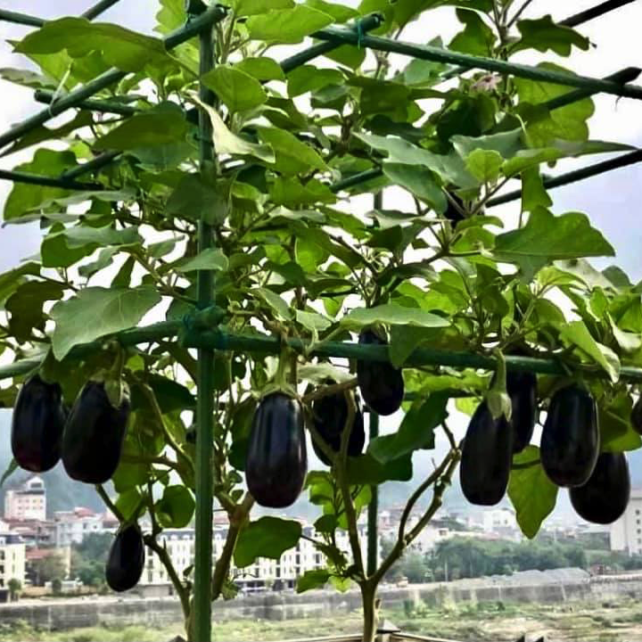 [Hạt giống Nhật Bản] Gói 10 hạt giống cà tím Nhật Bản Kuro