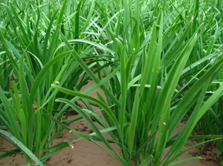Gói 300 hạt giống rau hẹ