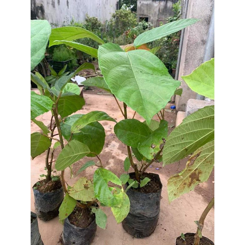 Cây Giống Vả Mật Huế 45cm loại 01