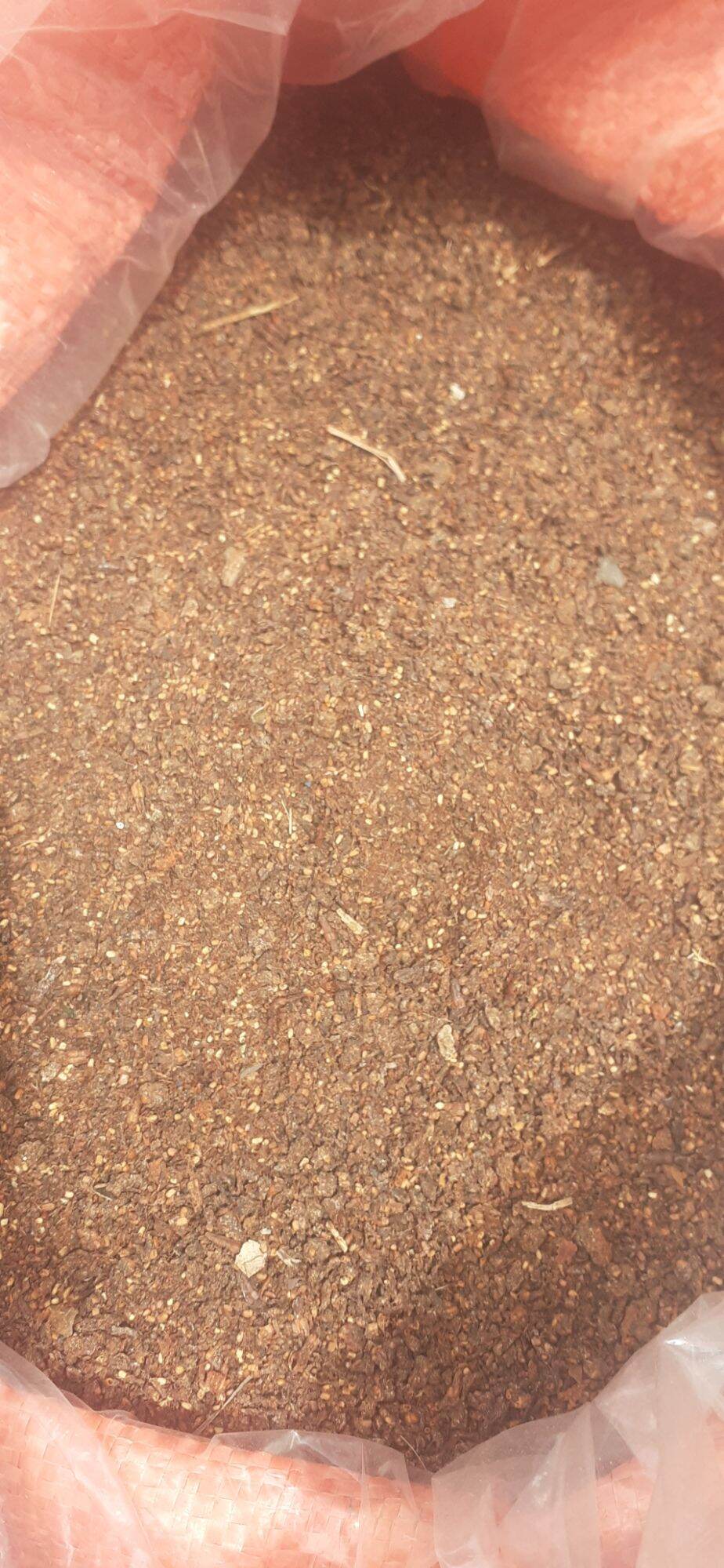 100 gram hạt gáo trắng giống