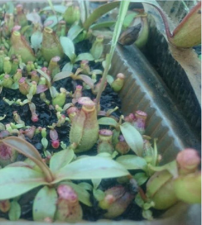 Hạt giống cây bắt mồi nắp ấm 10 hạt/gói (TẶNG gói kích thích hạt nảy mầm)