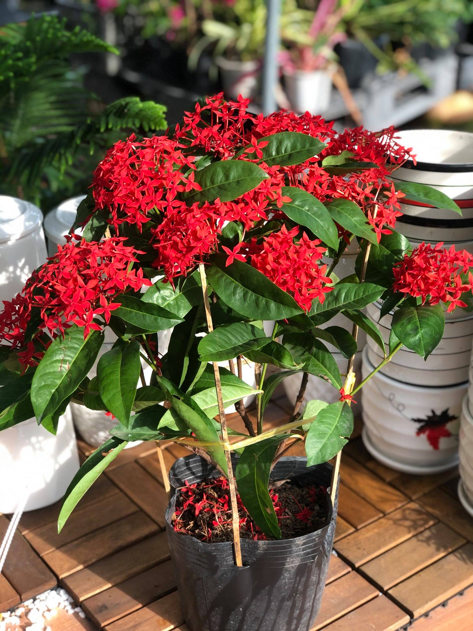 Cây hoa Trang Mỹ màu đỏ