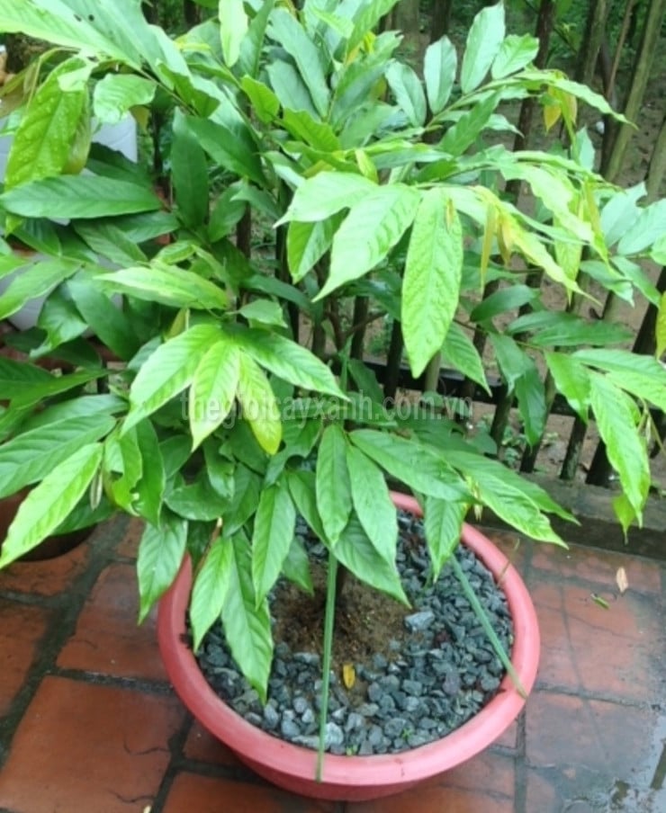 Cây HOA DẺ giống, hoa cực thơm