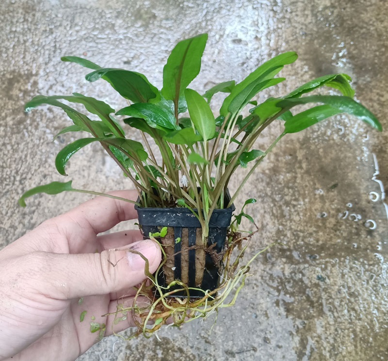Cây Thủy Sinh Tiêu Thảo Becketiti