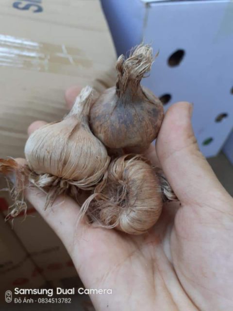 3 củ nghệ tây 3 màu