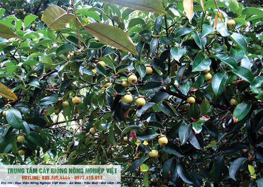 Cây giống măng cụt Thái Lan (ảnh thật số 2)