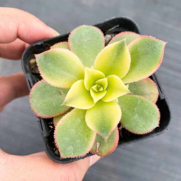 Sen đá 3 màu size bầu 3-5 cm