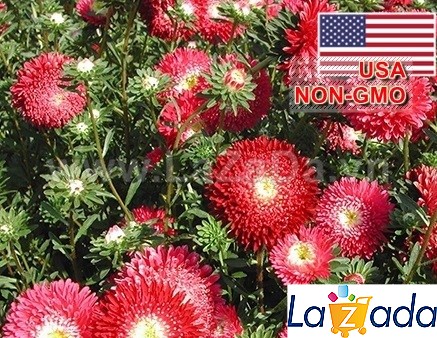 50h Hạt Giống Hoa Cúc Bụi Lùn Kép Sai Bông Mix (C3.401| -KD: B31*W53*M224)