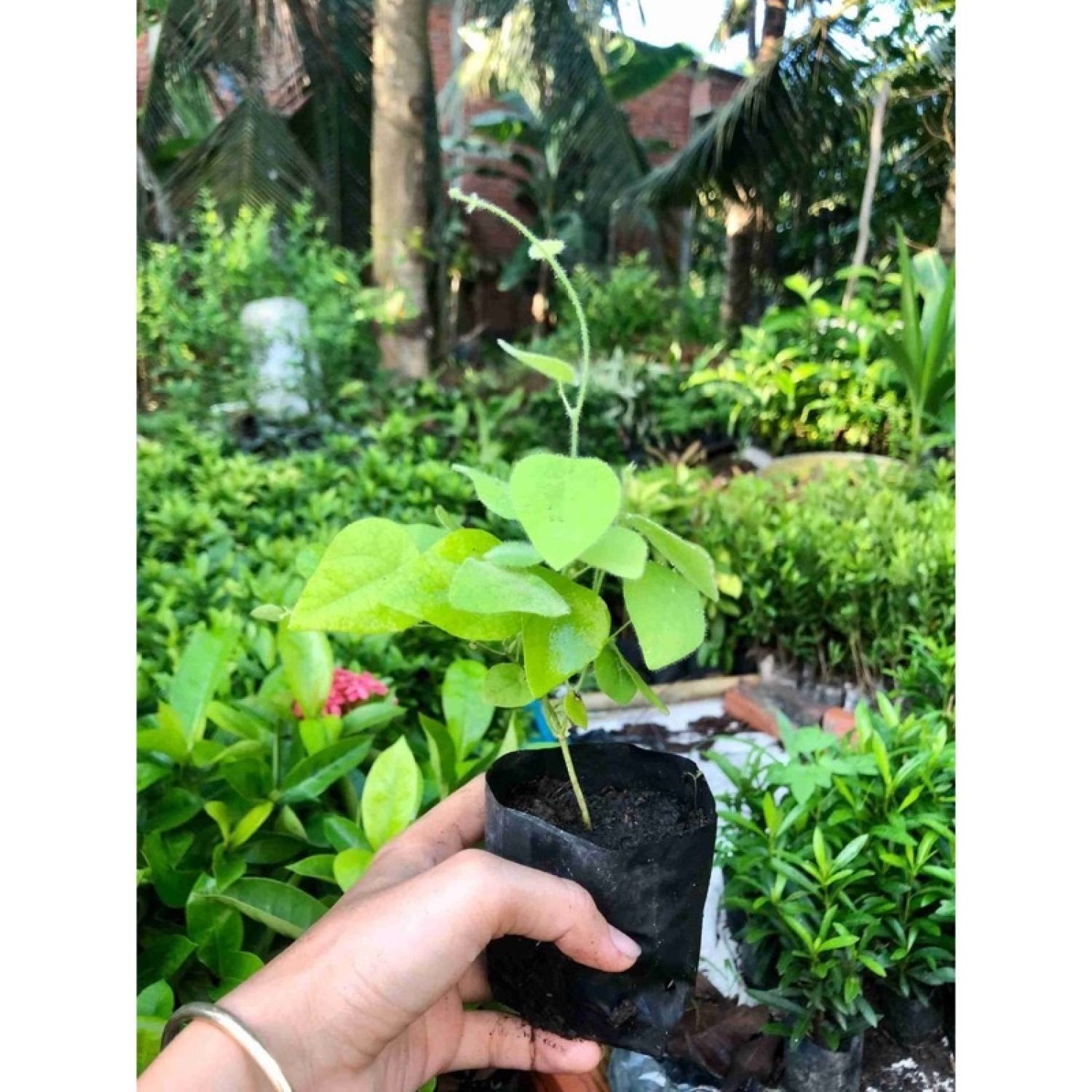 Cây giống sương sâm lông