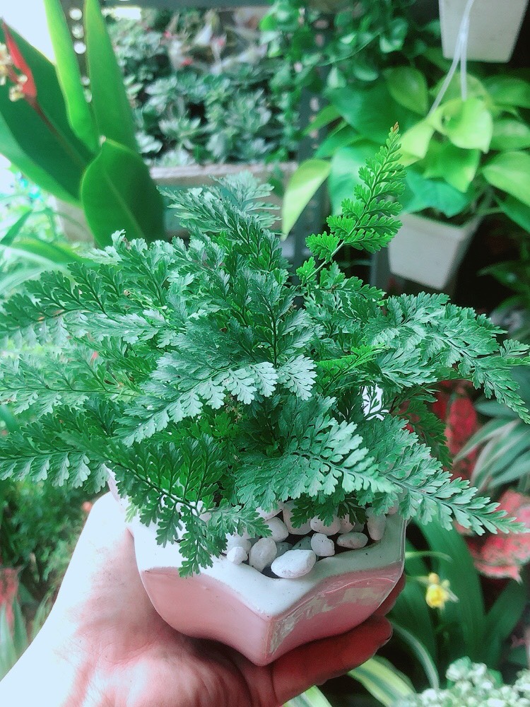 Chậu Cây Dương Sỉ