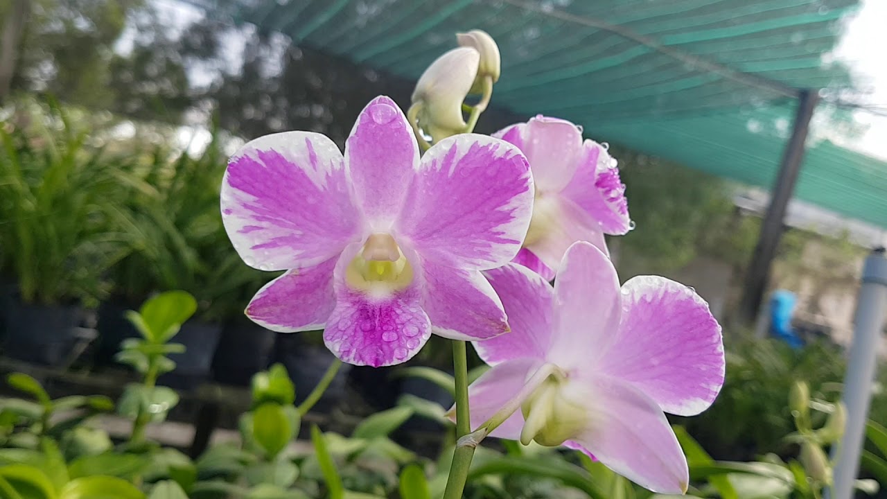 Chậu cây lan dendro chớp kim cương hàng cây tơ thân lá sắp hoa