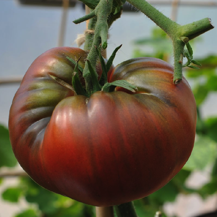 [Hạt giống Mỹ] Hạt giống cà chua múi đen Black Krim
