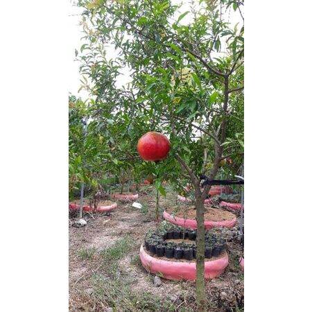 Cây giống lựu đỏ peru cây tốt