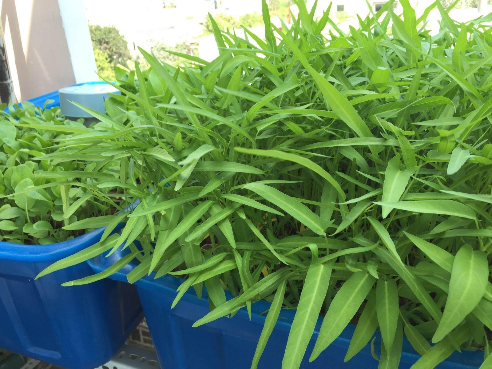 Hạt giống rau muống lá tre