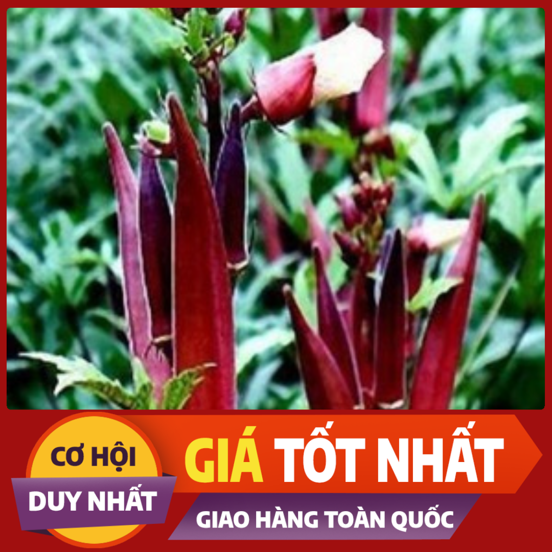 2GR_HẠT GIỐNG ĐẬU BẮP ĐỎ (NẢY MẦM CỰC CHUẨN)