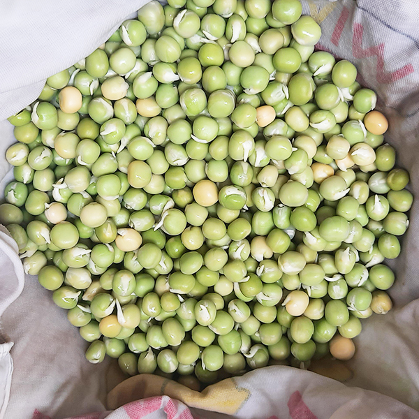 Đậu Hà Lan siêu nảy mầm túi 0.5 kg