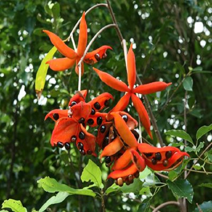 CÂY SANG (CÂY SANG GIÀU) Cây ĐẸP- bầu cây giống