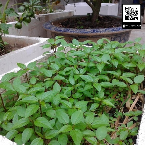 1Kg Hạt giống rau đay đỏ