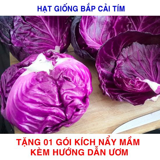 1g Hạt giống Bắp cải tím (tặng Kích nẩy mầm, Hướng dẫn ươm)