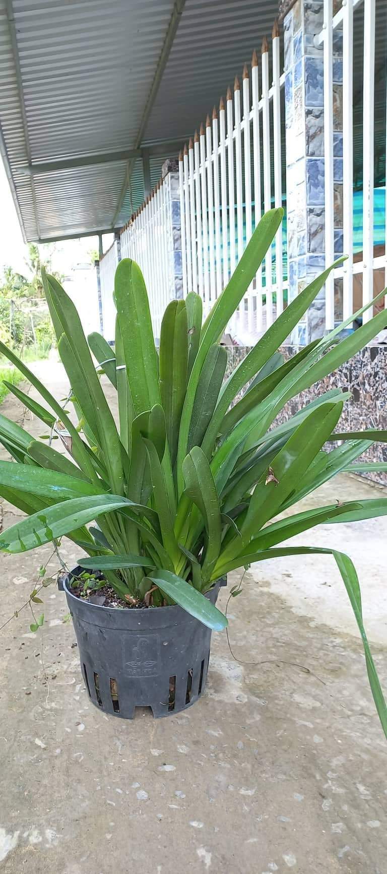 HOA LAN KIẾM NHƯ QUỲNH GIEO HẠT PHI 16
