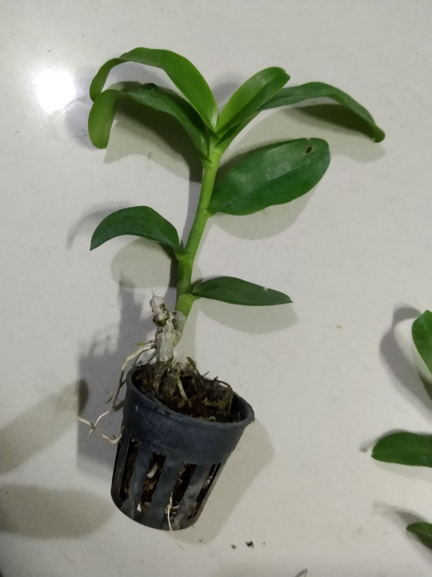 Hoa lan trầm trắng cây giống khoẻ đẹp