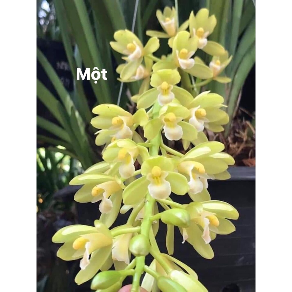 Hoa Lan kiếm Thái(1 cây) HOA TẾT