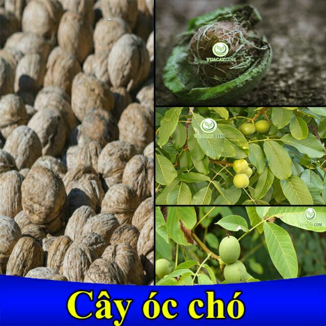 Cây óc chó giống