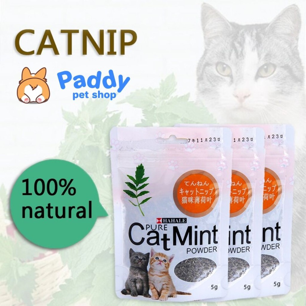 Cỏ Mèo Bạc Hà Thư Giãn Cho Mèo Catmint/Catnip