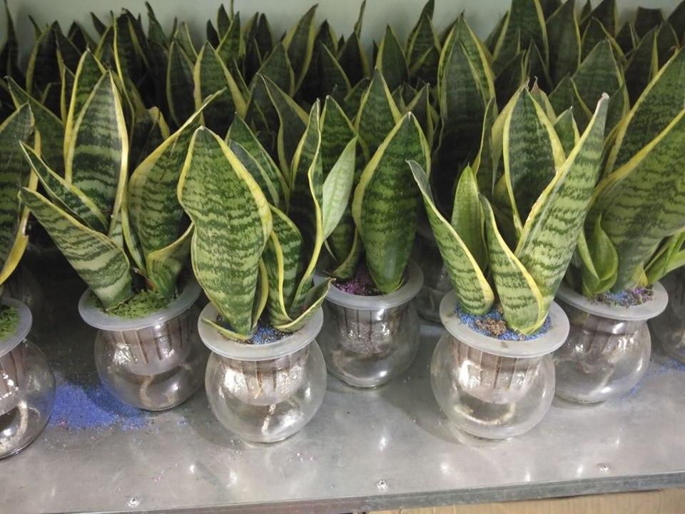 [HCM]CÂY LƯỠI HỔ THỦY SINH