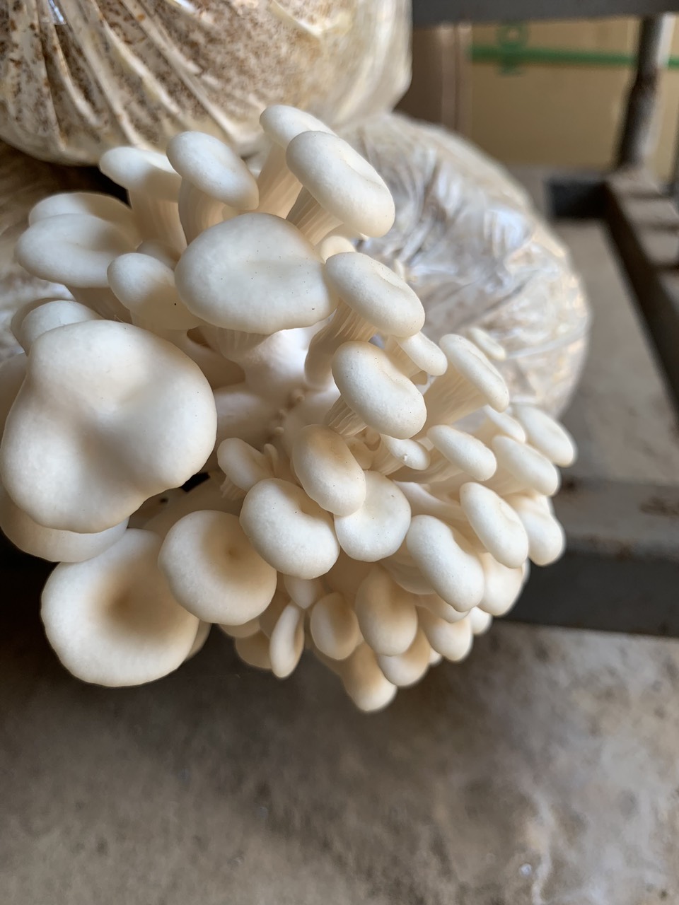 Phôi nấm sò (Kiện 6 bịch)