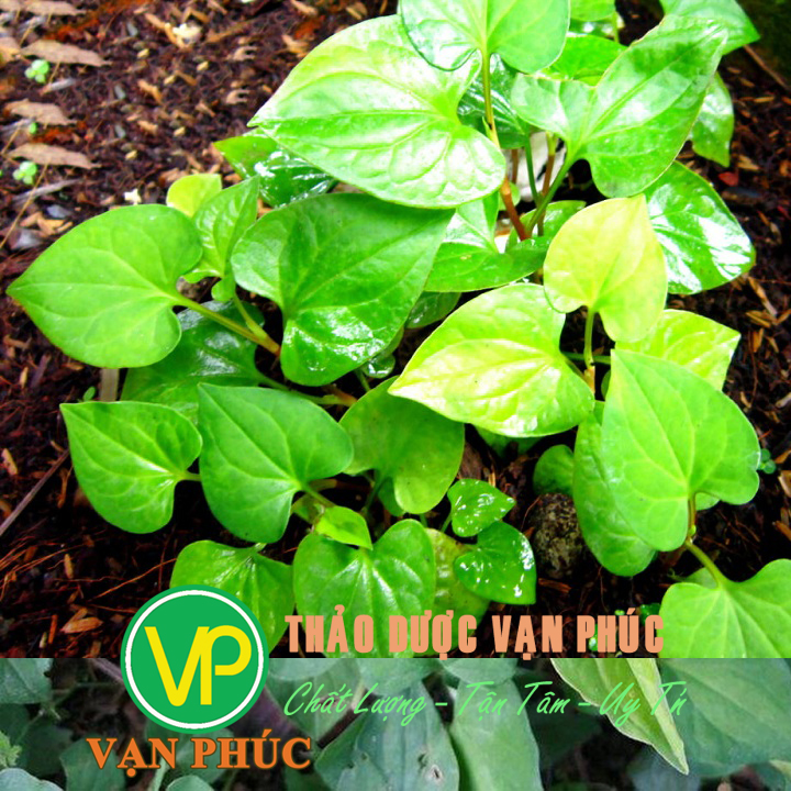 Lá diếp cá sấy khô 1kg - HẢO HẠNG
