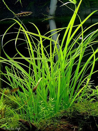 Cây Cỏ Cọp - Cỏ Narong || Cây Thuỷ Sinh Hậu Cảnh Đep Dễ Trồng