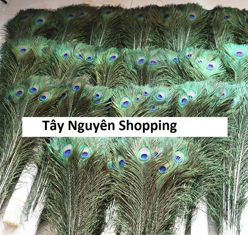 10 Lông công phong thủy Ấn Độ dài 1m loại đẹp