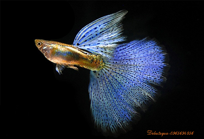 Thức Ăn Cho Cá Guppy 7 Màu Gói Vàng 20G