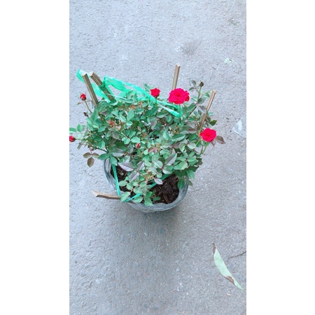 Hoa Hồng Tiểu Muội