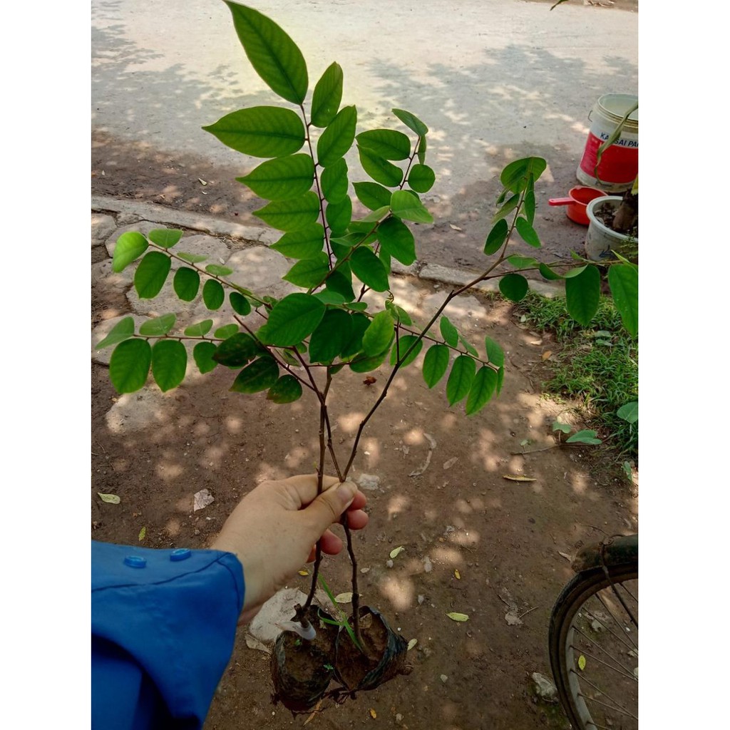 Cây giống khế chua chuẩn F1