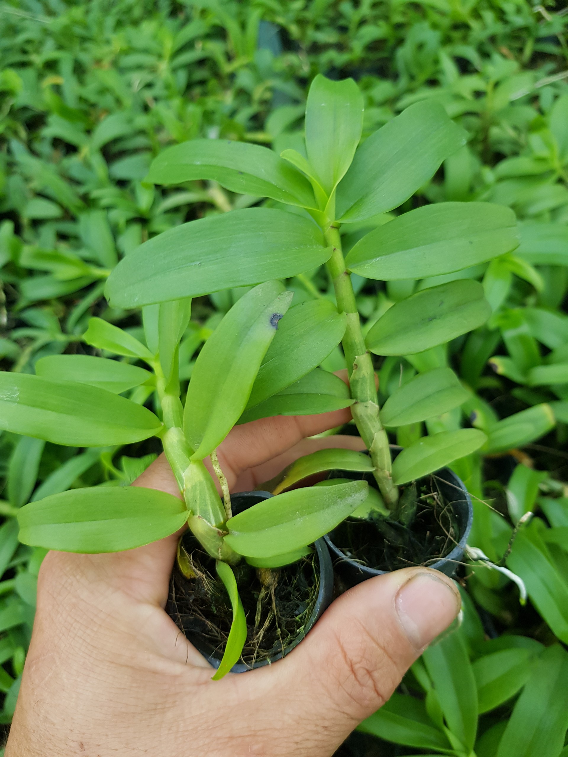 [Siêu Sale] phi điệp ám phú thọ
