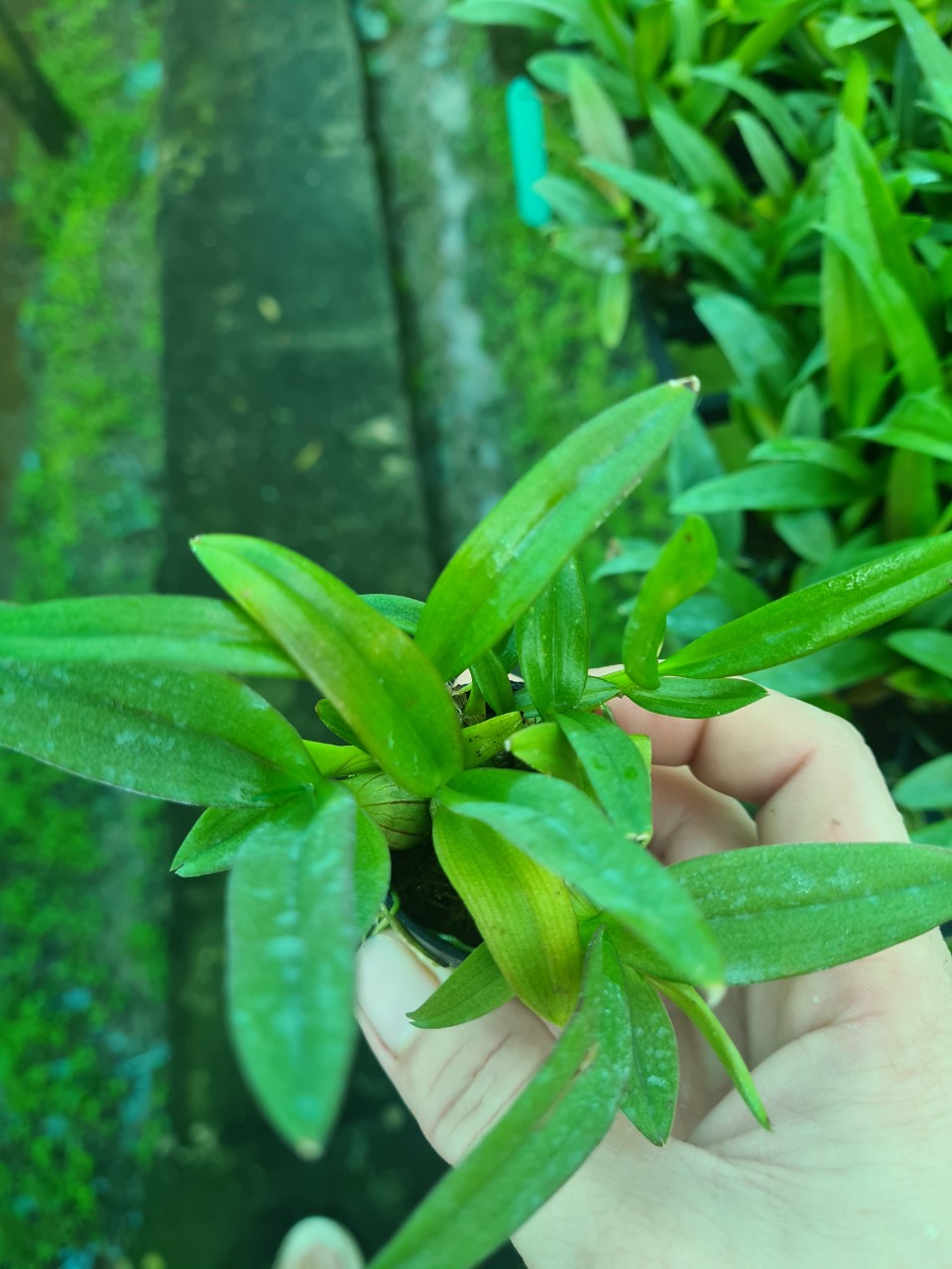 Combo 4cây giống mini yaya