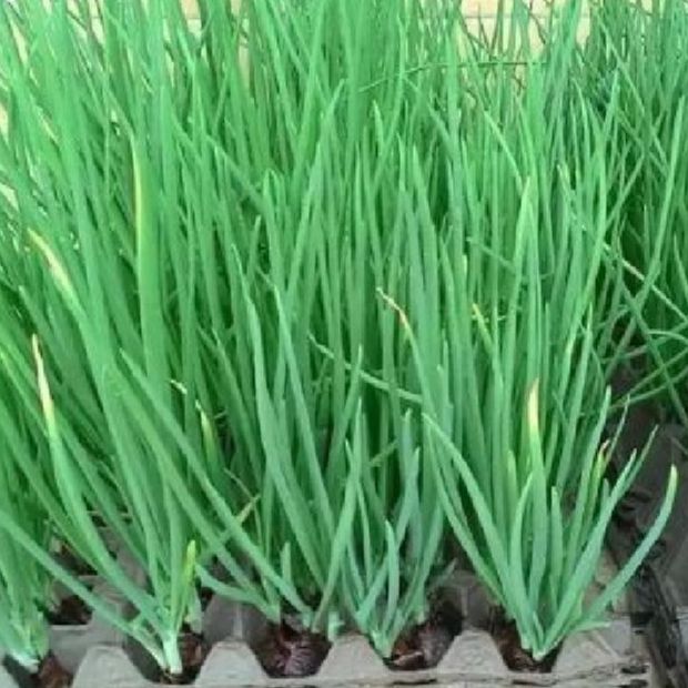 Hạt giống hành lá hành gốc trắng(gói 1gr)