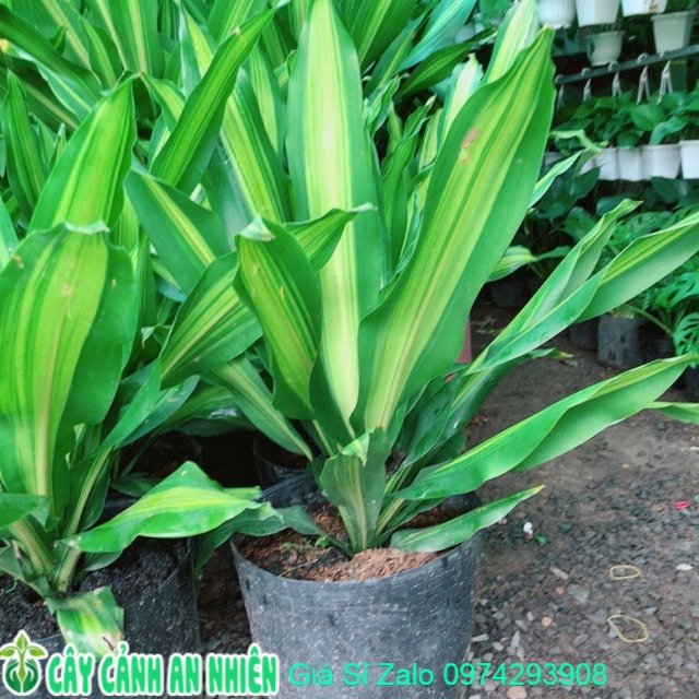 Phát tài lá bụi lớn